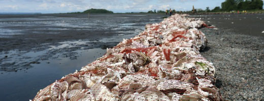 A living dyke made of seashells against a shoreline 